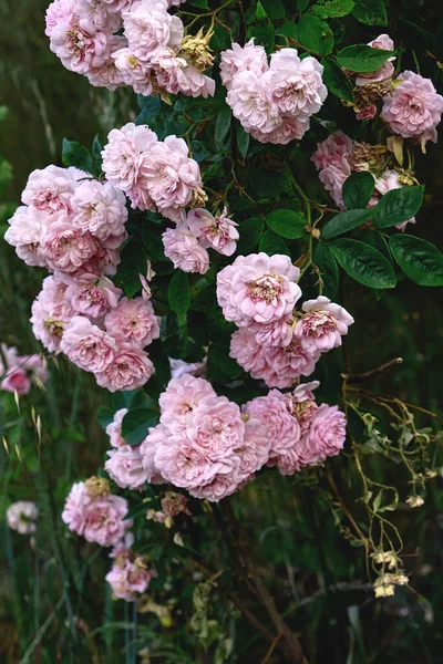 Rosa Francese Rosa Gallica Fiori Rosa Fioritura — Foto Stock