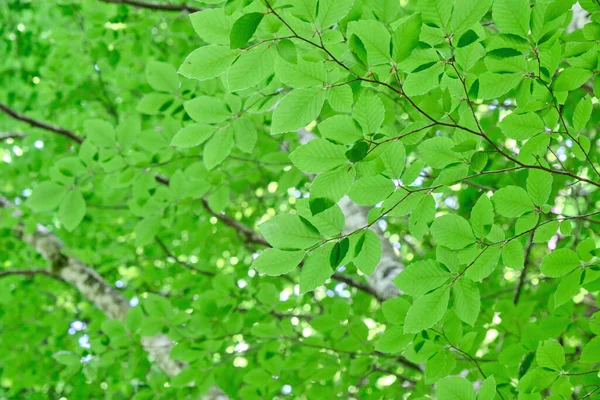 Detail Fagus Sylvatica Beech Tree Green Foliage — Stock Photo, Image