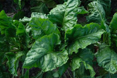 Sebze bahçesinde büyüyen Beta vulgaris bitkileri