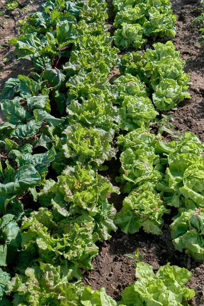 Lactuca Sativa Var Crispa Gröna Salladsväxter Med Kärnhuvud Som Växer — Stockfoto