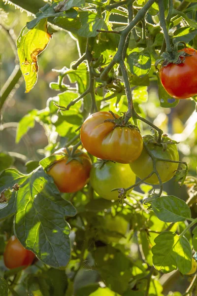 野菜の庭で熟す有機トマト植物の果物 — ストック写真