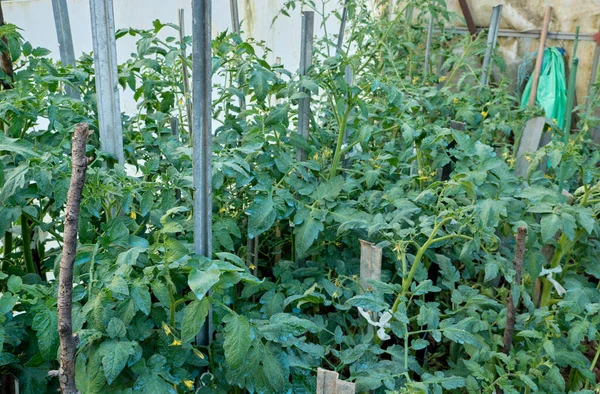 Plantas Tomate Creciendo Invernadero Con Manchas Azules Sulfato Cobre Las — Foto de Stock