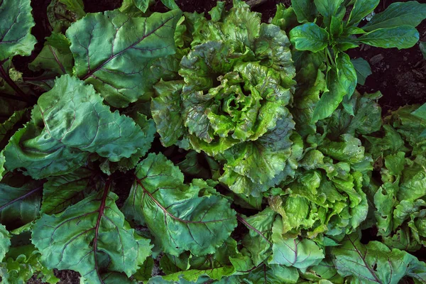 Fresh green leaf vegetables growing in the kitchen garden, containing lettuce, sugar beetroot and pepper plants, top view