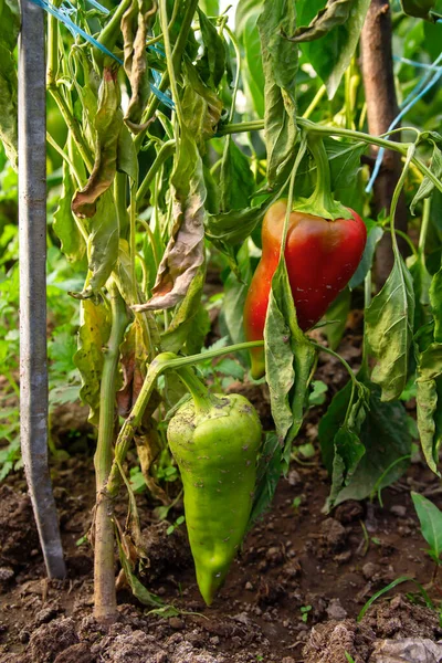 Capsicum Bell Peper Frukter Mognad Grönsaksträdgården Färsk Ekologisk Mat — Stockfoto