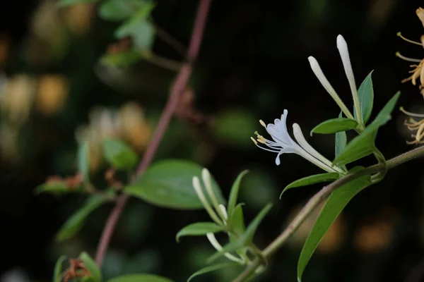 Lonicera Periclymenum Ilkbaharda Açan Hanımeli Bitkileri — Stok fotoğraf