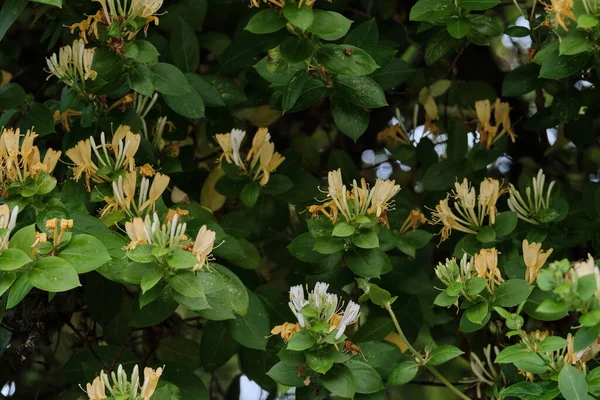 Lonicera Periclymenum Ilkbaharda Açan Hanımeli Bitkileri — Stok fotoğraf