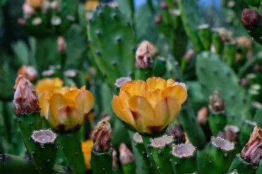 Opuntia incir ağacı ya da çiçek açan portakal çiçekleriyle dikenli armut.