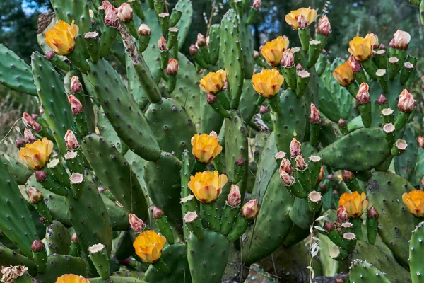 Detail Opuntia Ficus Indica Nebo Pichlavé Hrušky Kvetoucími Oranžovými Květy — Stock fotografie