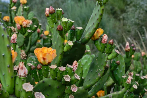 Opuntia Incir Ağacı Çiçek Açan Portakal Çiçekleriyle Dikenli Armut — Stok fotoğraf