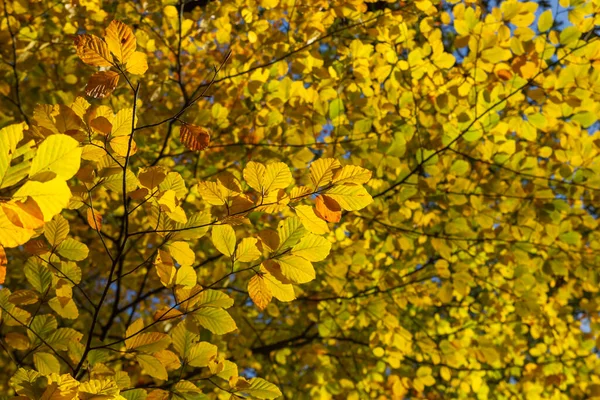 Részletezése Fagus Sylvatica Vagy Bükkfa Lombhullató Lombozat Őszi Színekkel — Stock Fotó