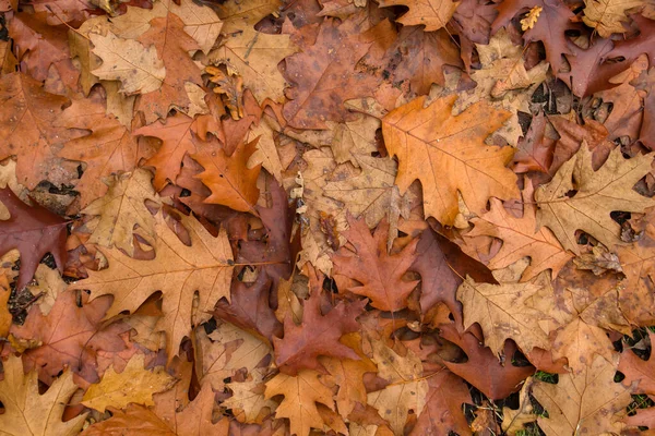 Quercus Rubra Лиственные Деревья Осенние Опавшие Листья Вид Сверху — стоковое фото