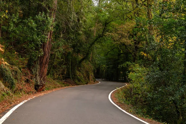 Route Sinueuse Mata Albergaria Feuillus Tempérés Forêt Mixte Dans Parc — Photo