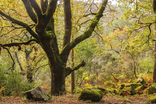 Oude Quercus Robur Het Najaar Mata Albergaria Gematigd Loofblad Gemengd — Stockfoto