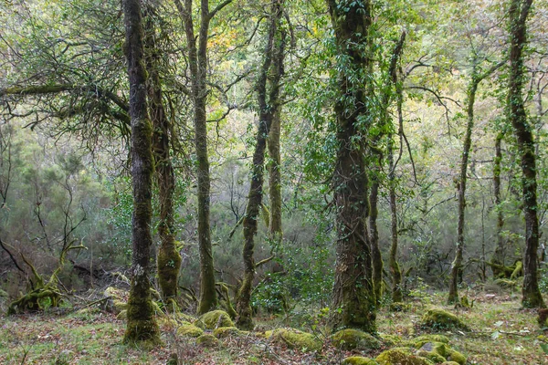 Mata Albergaria Gematigd Loofbos Gemengd Bos Het Nationaal Park Peneda — Stockfoto