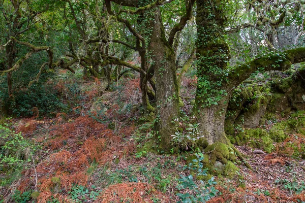 Αρχαία Φοινικόδεντρα Quercus Robur Στο Φθινοπωρινό Mata Albergaria Εύκρατο Πλατύφυλλο — Φωτογραφία Αρχείου