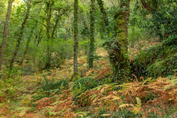 Bosque Caducifolio Otoño Mata Albergaria Bosque Templado Hoja Ancha Bosque — Foto de Stock