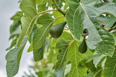 Ficus carica veya olgunlaşmış meyveli incir yeşili yaprak.
