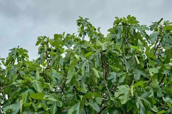 Ficus Carica Oder Gewöhnliches Feigengrün Mit Reifen Früchten — Stockfoto
