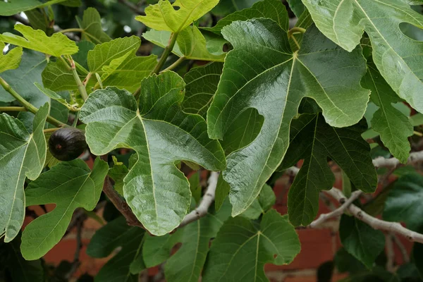 Ficus Carica Oder Gewöhnliches Feigengrün Mit Reifen Früchten — Stockfoto