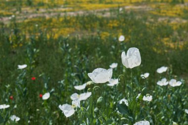Afyon olarak bilinen Papaver somniferum ilkbaharda açan beyaz haşhaş çiçekleri