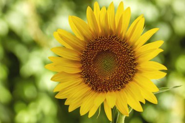 Helianthus annuus ya da ayçiçeği sarı çiçekleri yaklaşın.