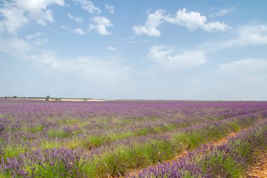 Çiçek açan mor çiçek halı ile lavanta tarlaları
