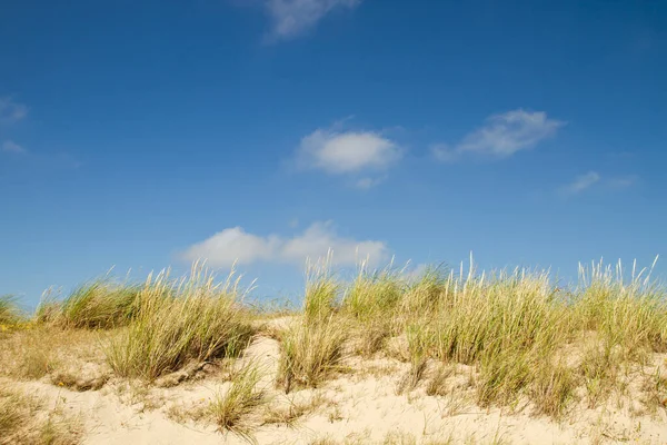 Herbe Plage Dans Les Dunes Sable Plage Paysage Des Dunes — Photo