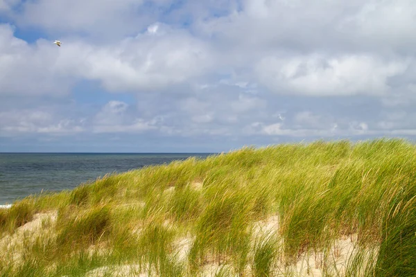 Hierba Playa Las Dunas Arena Playa Dunas Del Parque Nacional — Foto de Stock