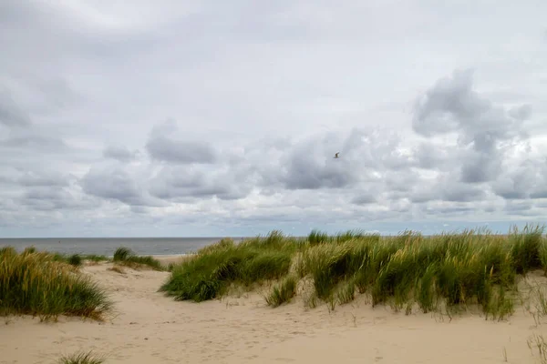 Krajobraz Parku Narodowego Texel Wyspy Fryzyjskie — Zdjęcie stockowe