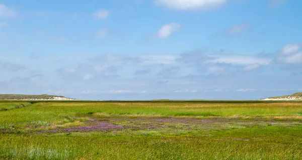 Springtime Landscape Sea Lavender Purple Flowers Blooming Marshland Slufter Nature — Stock Photo, Image