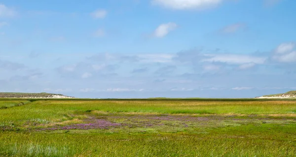 Springtime Landscape Sea Lavender Purple Flowers Blooming Marshland Slufter Nature Royalty Free Stock Photos