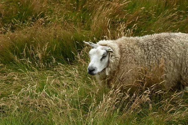 Texel Sheep Grazing Dunes Grassland — Stock Photo, Image