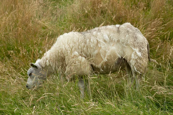 Texel Sheep Grazing Dunes Grassland — Stock Photo, Image