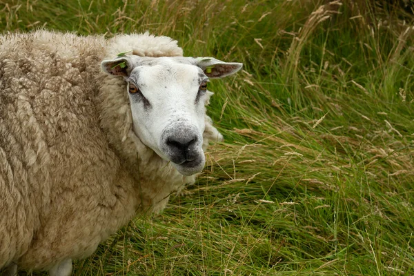 Texel Juhok Legeltetés Dűnék Legelőjén — Stock Fotó