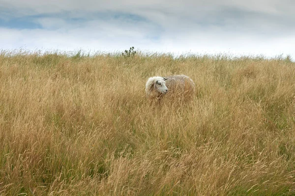 Τεξέλ Πρόβατα Βόσκησης Στους Αμμόλοφους — Φωτογραφία Αρχείου