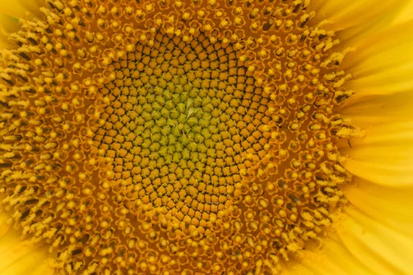 Helianthus Annuus Flor Amarelo Girassol Florets Disco Flores Fechar — Fotografia de Stock