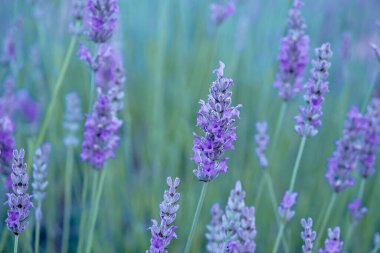Lavanda angustifolia ya da çiçek açan lavanta çiçeği