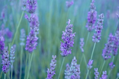 Lavanda angustifolia or garden lavender purple flowers blooming clipart