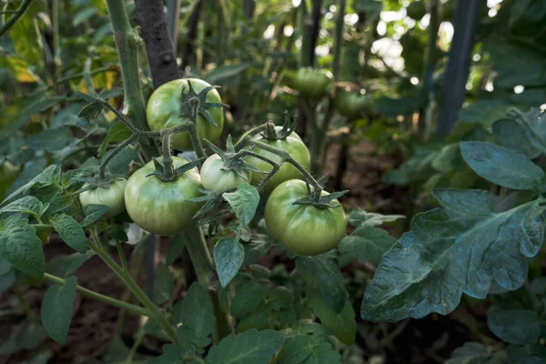 家の中でトマトの植物の緑の果物が熟す — ストック写真