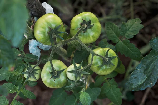 Tomatplantor Gröna Frukter Mognar Hovet — Stockfoto