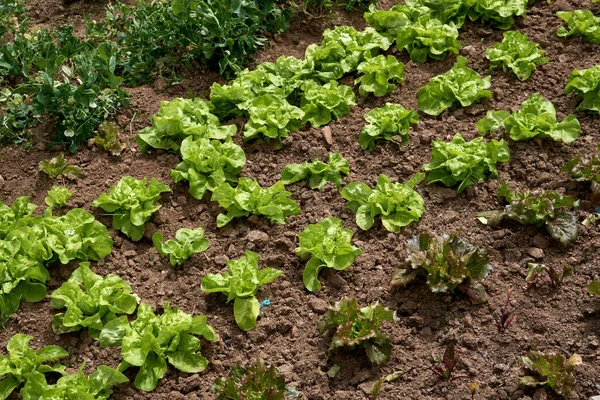 Salladsväxter Som Växer Grönsaksträdgården — Stockfoto