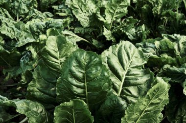 Paslanmış metal desen grunge arkaplanı