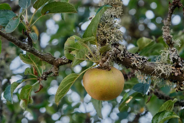 正在成熟的苹果树果实 — 图库照片