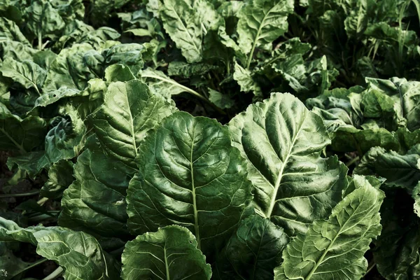 Paslanmış metal desen grunge arkaplanı