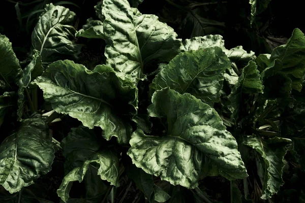 Beta Vulgaris Växter Som Växer Grönsaksträdgården — Stockfoto