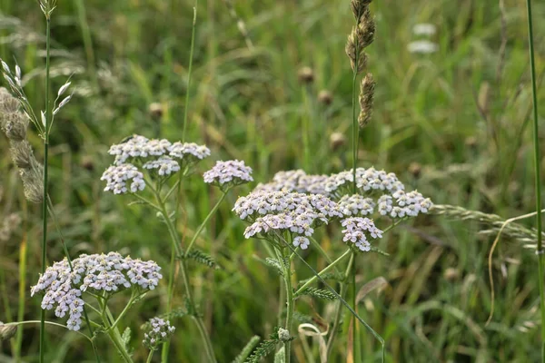 Yarrow Fiori Bianchi Vicino — Foto Stock