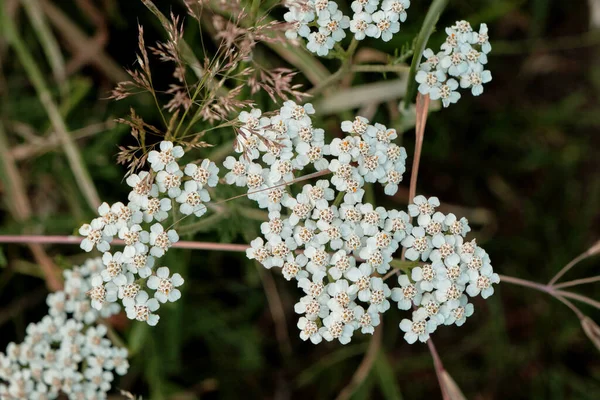 Yarrow Flores Blancas Cerca —  Fotos de Stock