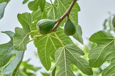 Ficus carica veya olgunlaşmış meyveli incir yeşili yaprak.