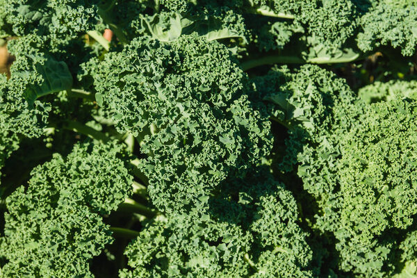 Kale or leaf cabbage plants growing in the vegetable garden