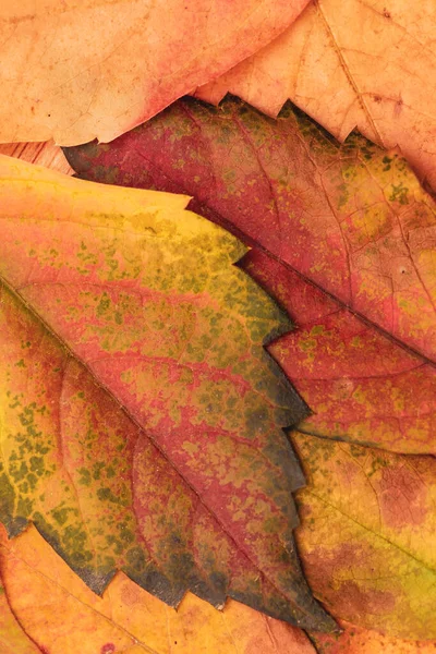 Detail Von Parthenocissus Quinquefolia Oder Virginia Creeper Herbstblättern Buntes Laub — Stockfoto